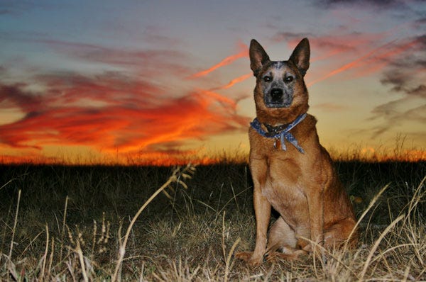 VOTE Now: 10 "Man's Best Friend" Photography Finalists