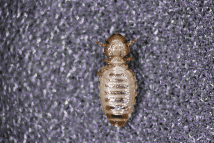 red-chewing-louse-Bovicola-bovis-bottom-view-1.png