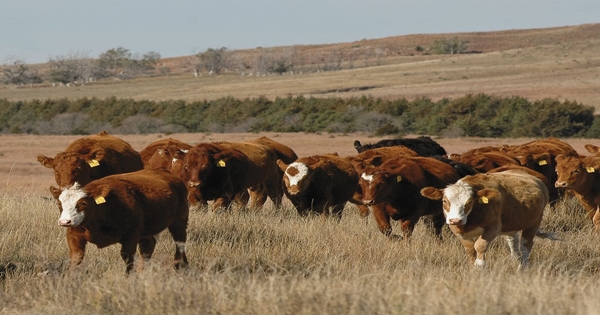 Rick Funston Develops Recipe For Low-Input Heifers