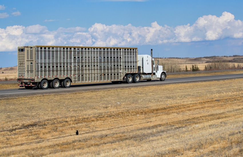 semi truck hauling livestock