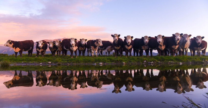 9-20-21 beef cattle 1_0.jpg 9-20-21 beef cattle 1_0.jpg