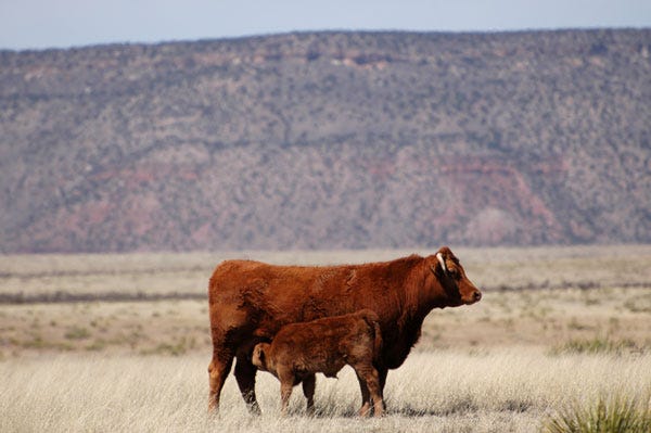 cow-calf-pair-drought-BRBell-Ranch040.jpg