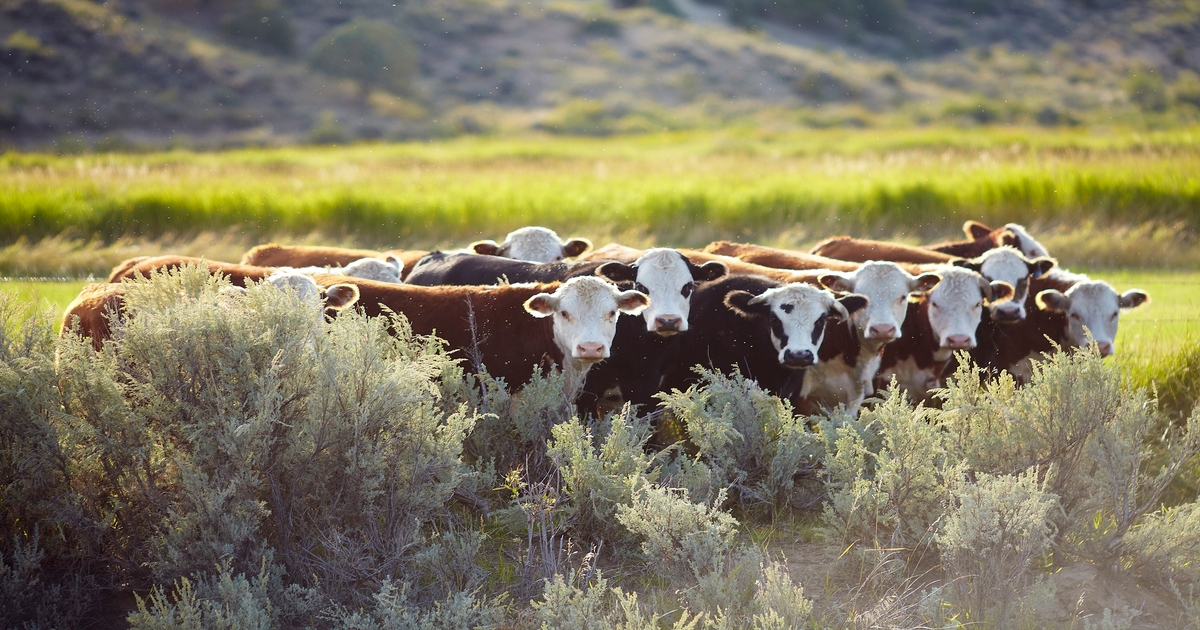 Video released on public lands movement criteria during FMD Outbreak