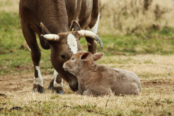 American Cattlemen November 2011