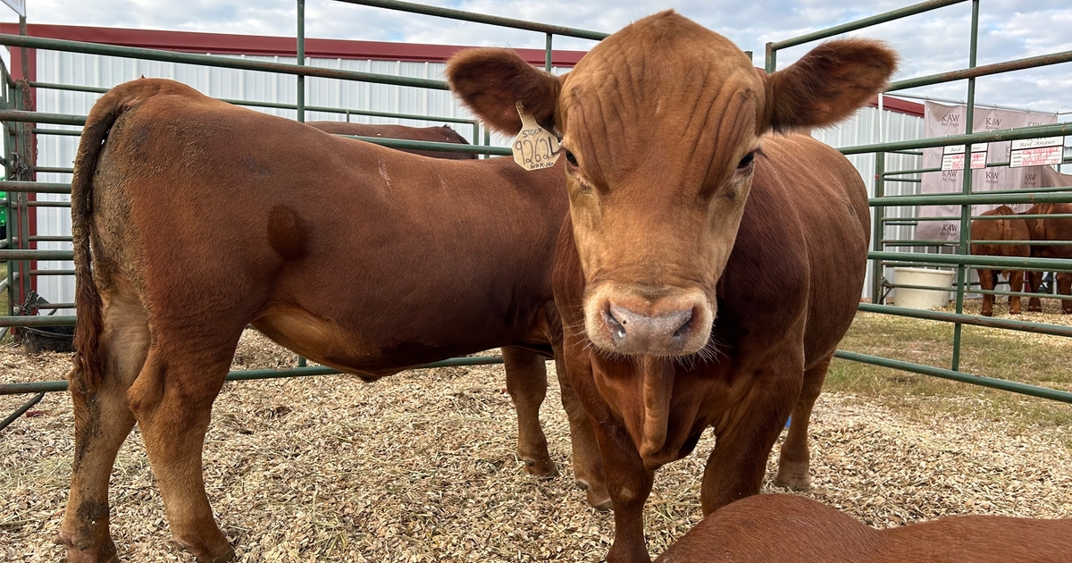 BEEF sessions enhance cattle operations