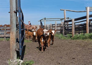 Researchers Mobilize To Whip Summer Pneumonia In Calves