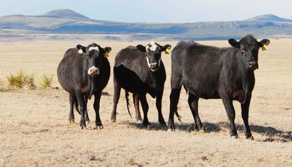 U.S. Drought In 2013 Hurts Cattle Ranchers With Dry, Poor Wheat Crop