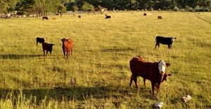 Beef cattle scattered on a pasture