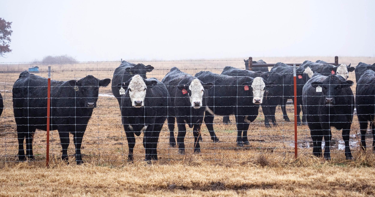 Multi-disciplinary project aims to predict stress in cattle