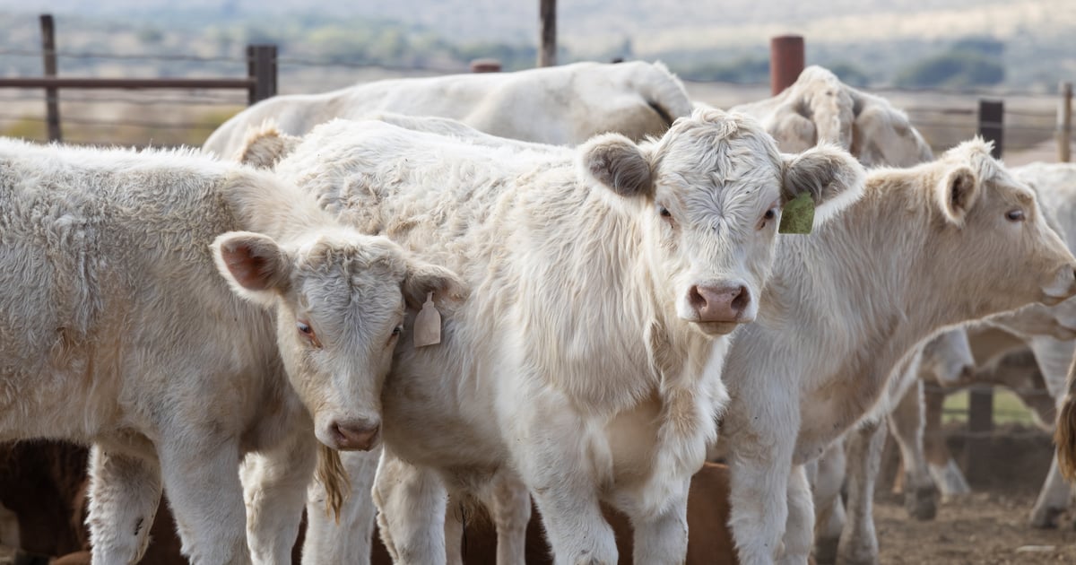 Seasonality in feeder cattle prices