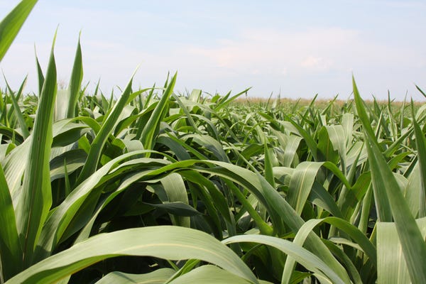 forage sorghum for cattle feed