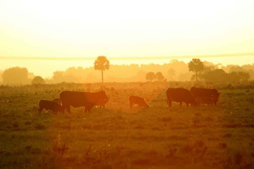 Vote for your favorite “Cattle & Colors” photo now! Vote for your favorite “Cattle & Colors” photo now!