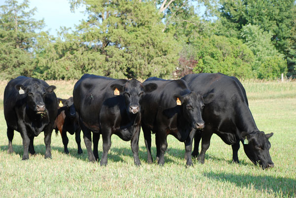 Plentiful grass & short supplies push feeder cattle prices higher