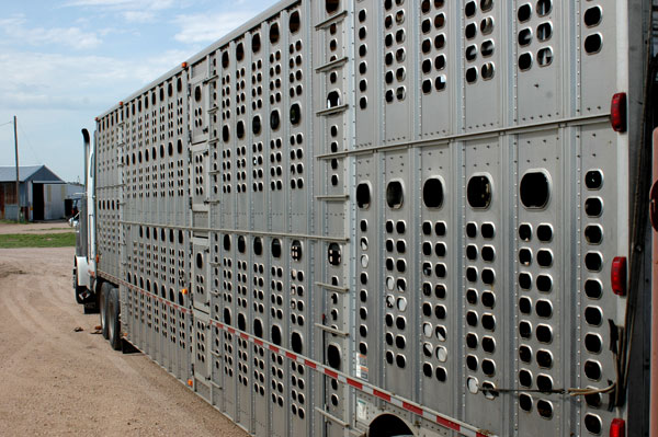 Has the cattle market turned? Has the cattle market turned?
