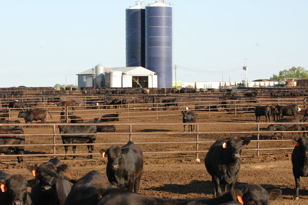 Nearly 75% Of U.S. Cattle Are Black-Hided; A Look Behind The Numbers Nearly 75% Of U.S. Cattle Are Black-Hided; A Look Behind The Numbers