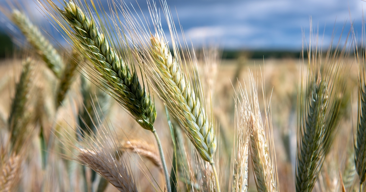 Farm Progress America, September 3, 2024