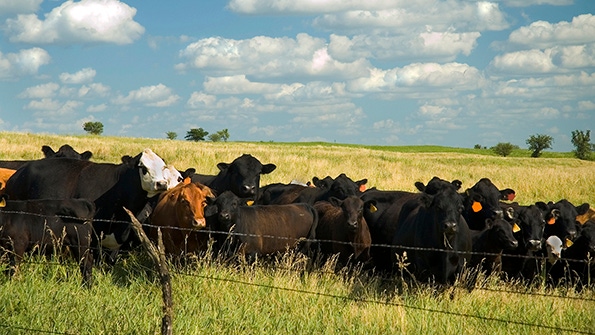 Smart strategies for a parasite control program Smart strategies for a parasite control program