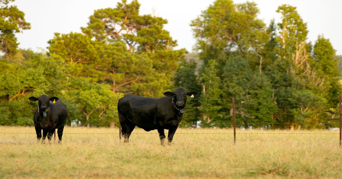 No fences, no problem for West Texas producer