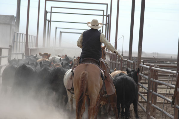 Keep your edge when working cattle Keep your edge when working cattle