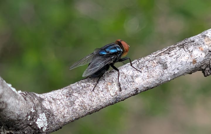 APHIS approves release of New Mexico screwworm infested zone