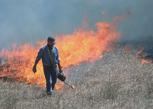 Patch Burning Reduces Horn Fly Populations