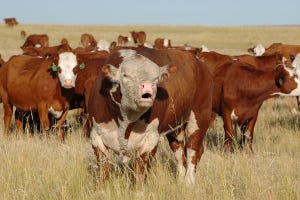 6 Trending Headlines: Proof that beef demand is fantastic; PLUS: 10 things a cattle buyer wants you to know