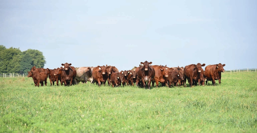 Fescue toxicosis costs the U.S. beef industry up to an estimated $1 billion dollars in lost revenue annually