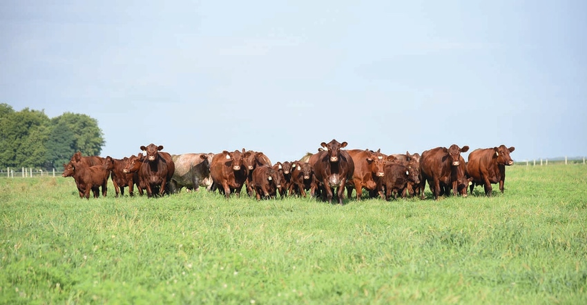 Fescue toxicosis costs the U.S. beef industry up to an estimated $1 billion dollars in lost revenue annually Fescue toxicosis costs the U.S. beef industry up to an estimated $1 billion dollars in lost revenue annually
