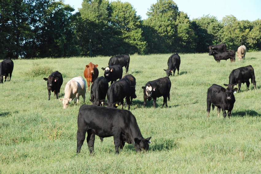 Stocker sector makes beef industry engine hum