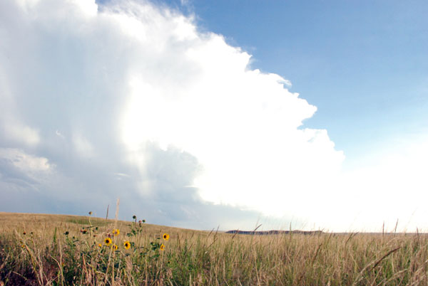 6 pieces of practical advice for resolving grazing issues on public land