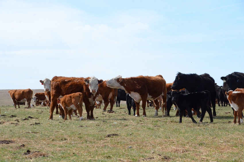 Survey Snippet: Majority of producers work with veterinarian to develop a herd health program