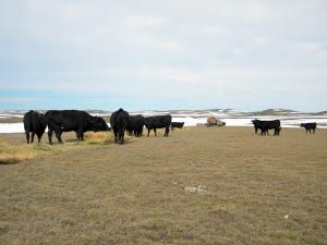 Early Fall Blizzard Holds Lessons For Ranchers On Nature And Consumers