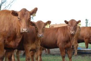 Cattle Numbers Must Increase To Maintain Infrastructure