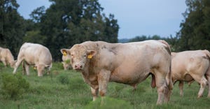 Beef bull - what's best for you?
