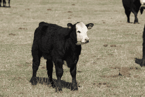 2018 heifer calves could become your most profitable cows