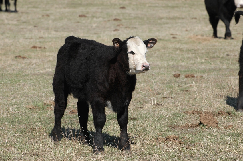 2018 heifer calves could become your most profitable cows