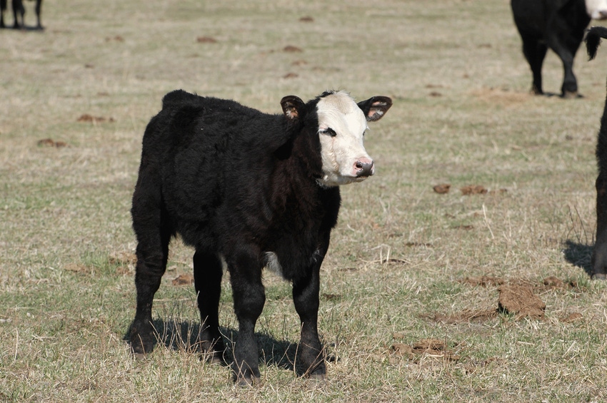 2018 heifer calves could become your most profitable cows 2018 heifer calves could become your most profitable cows