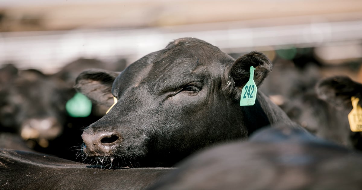 National Beef, USPB reflect on year one of genetics-based grid premiums