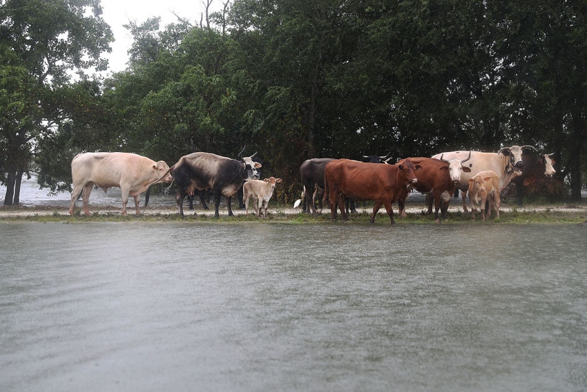 Hurricane Harvey Update: Ranchers step up to help