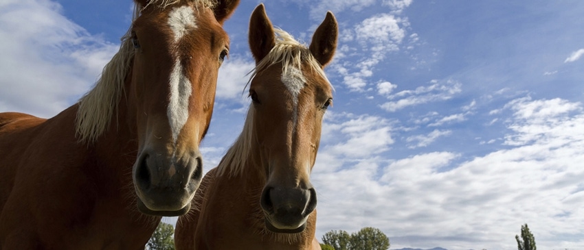 Horses make facial expressions just like humans