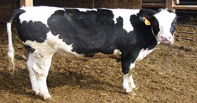 New publication shares survey data from beef x dairy raisers and feedlot operators