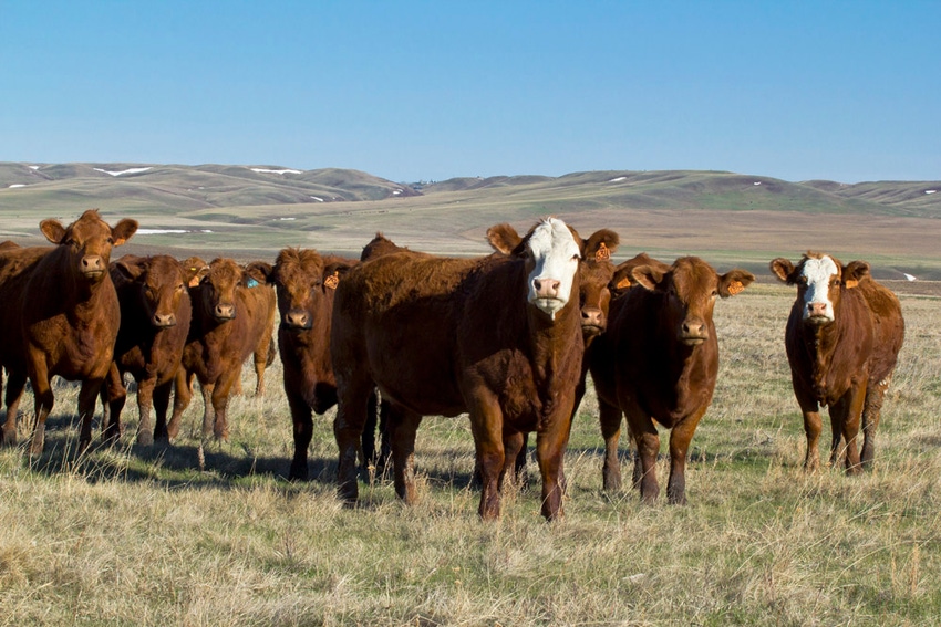 How to set up your replacement heifers for long-term success