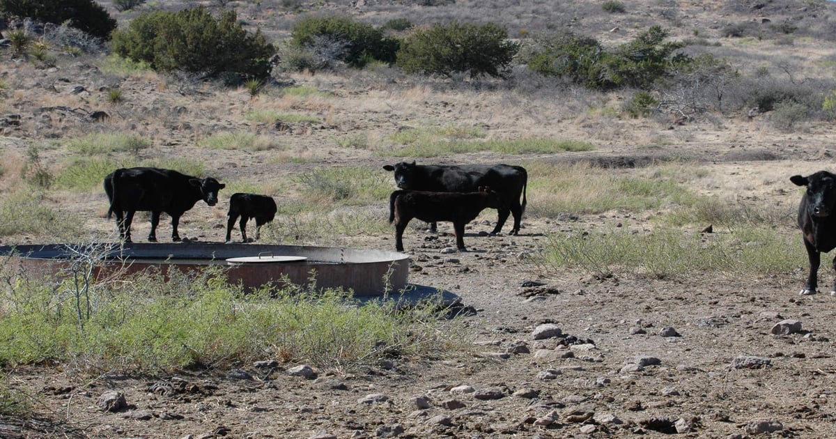 Food safety for consumers begins on the ranch