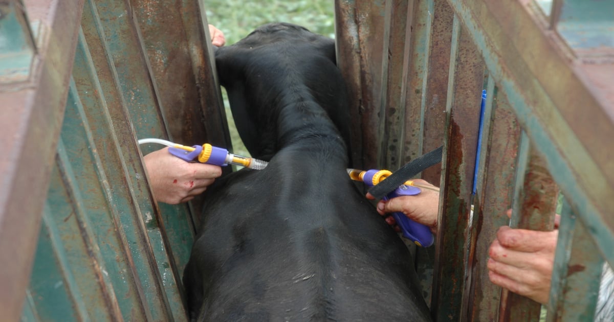 Yes, there’s a premium for BQA-certified cattle