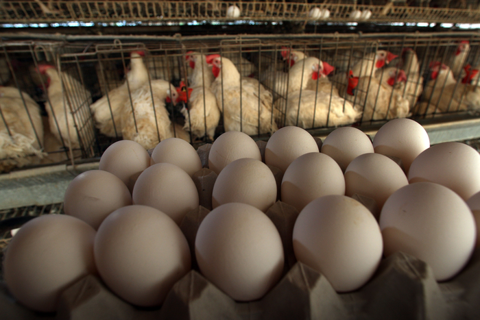 egg-production-GettyImages-80439364_20copy.png