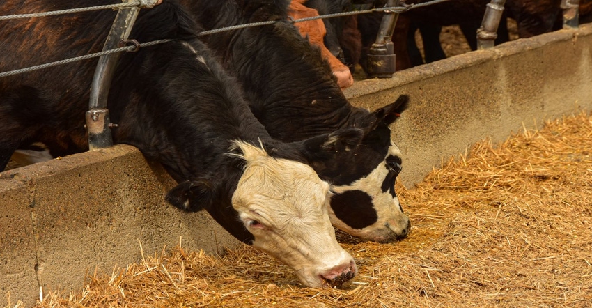 3-21-23 cattle on feed.jpg 3-21-23 cattle on feed.jpg