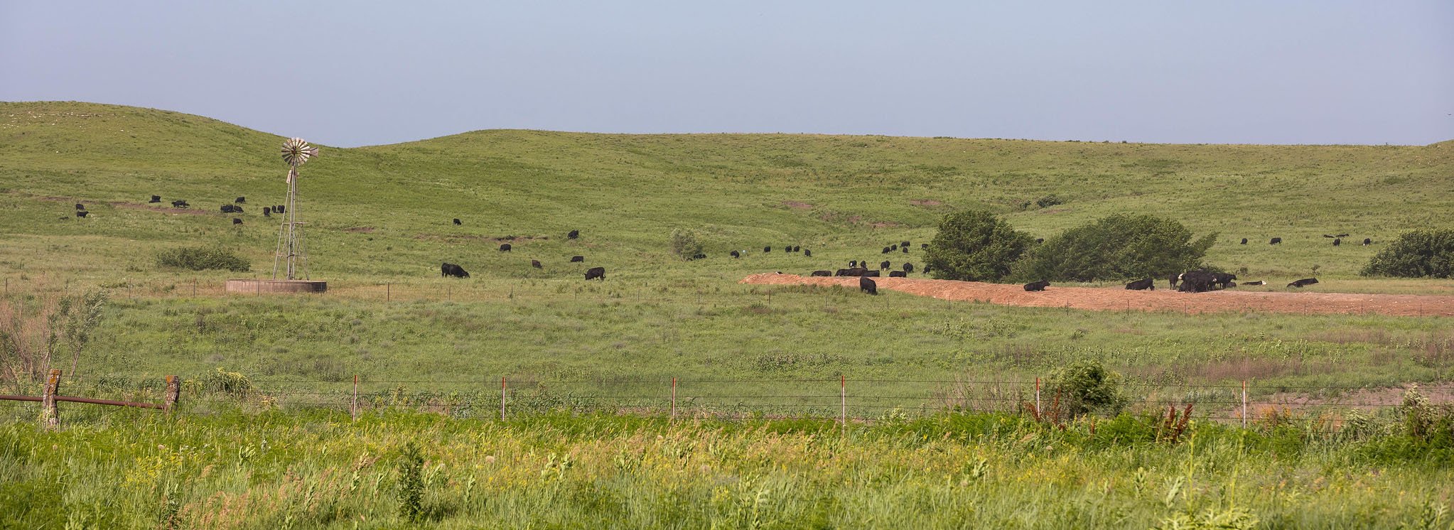 Summer grazing - Vimarsana News