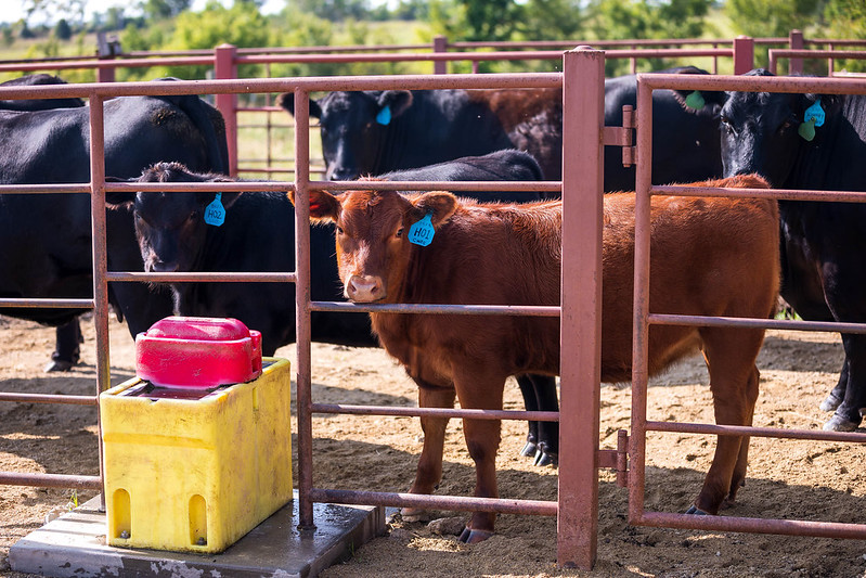 Strategies For Minimizing Stress At Weaning Time