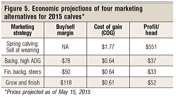 economic projections for calves 