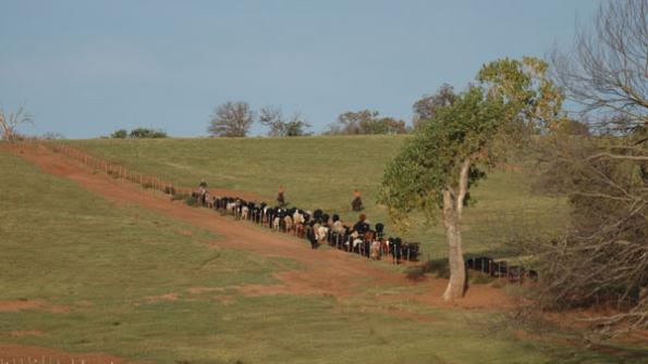 Cattle Ranchers Find Themselves Alone On The Range